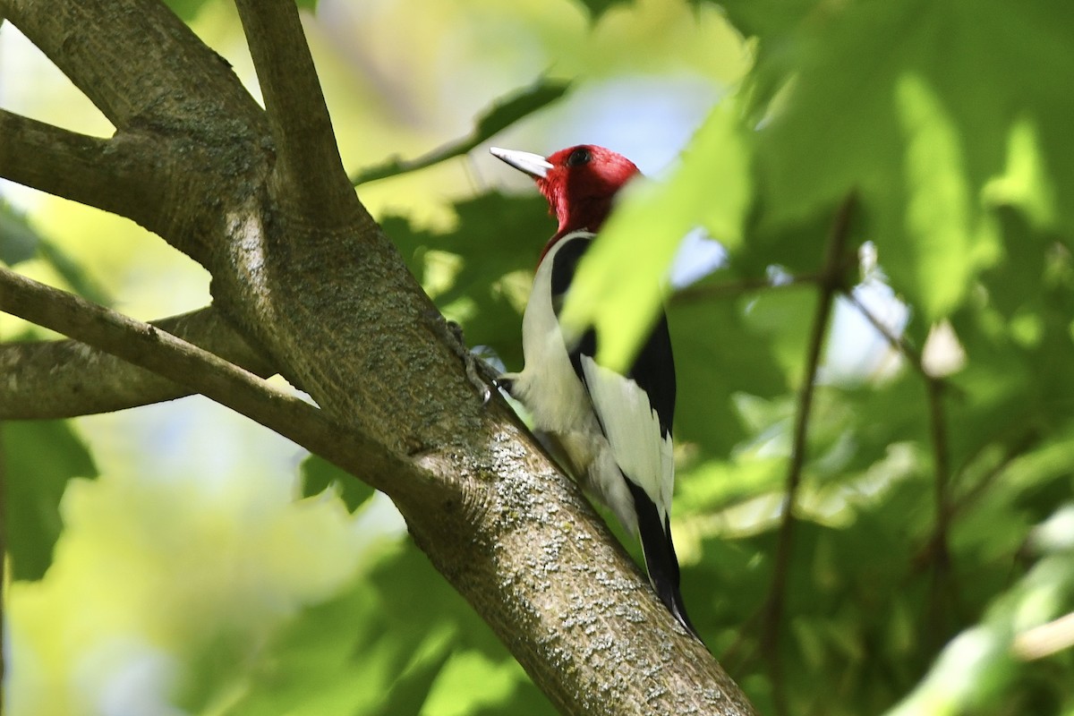 Red-headed Woodpecker - ML449099901