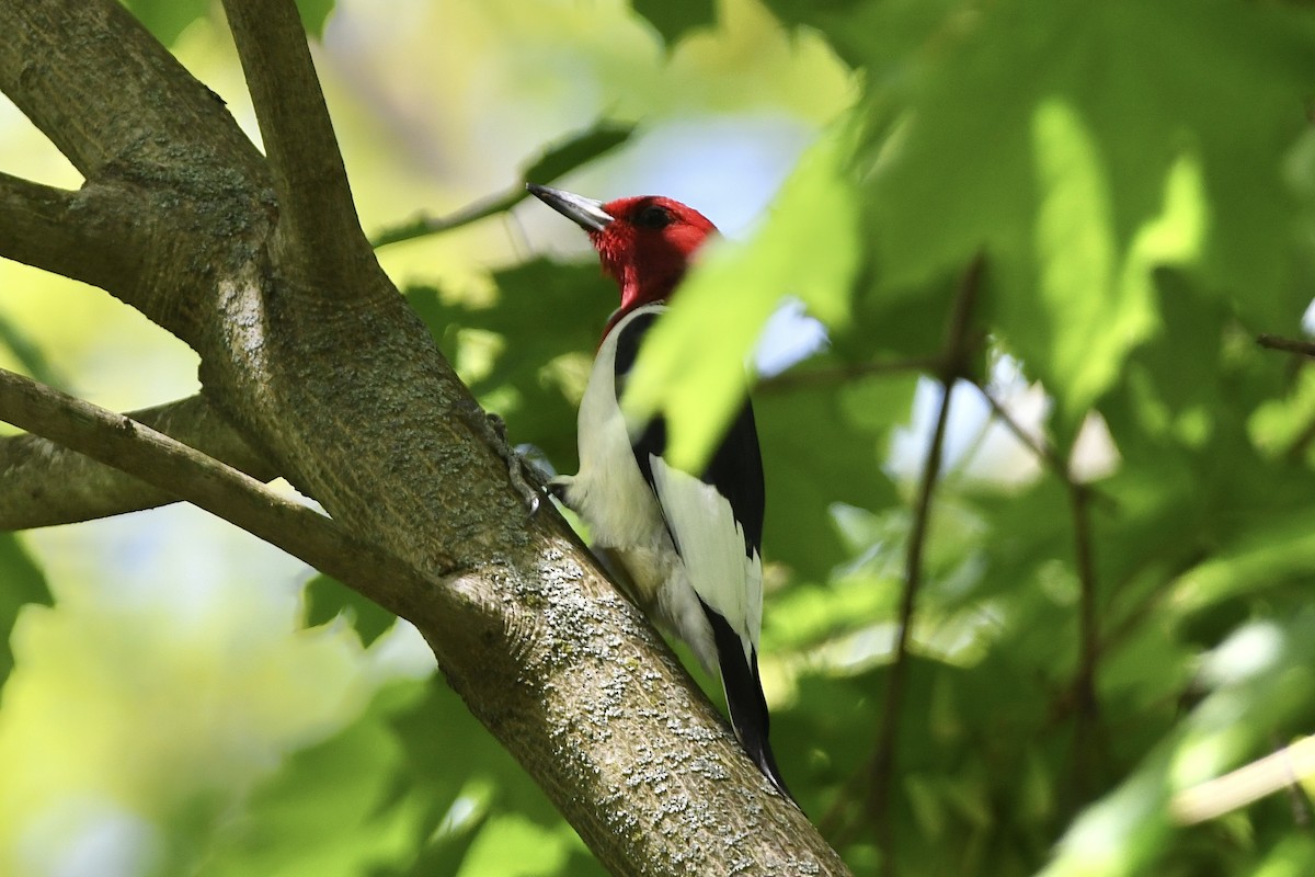 Red-headed Woodpecker - Julien Amsellem