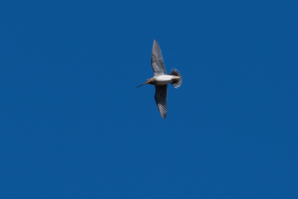 Wilson's Snipe - ML449100081