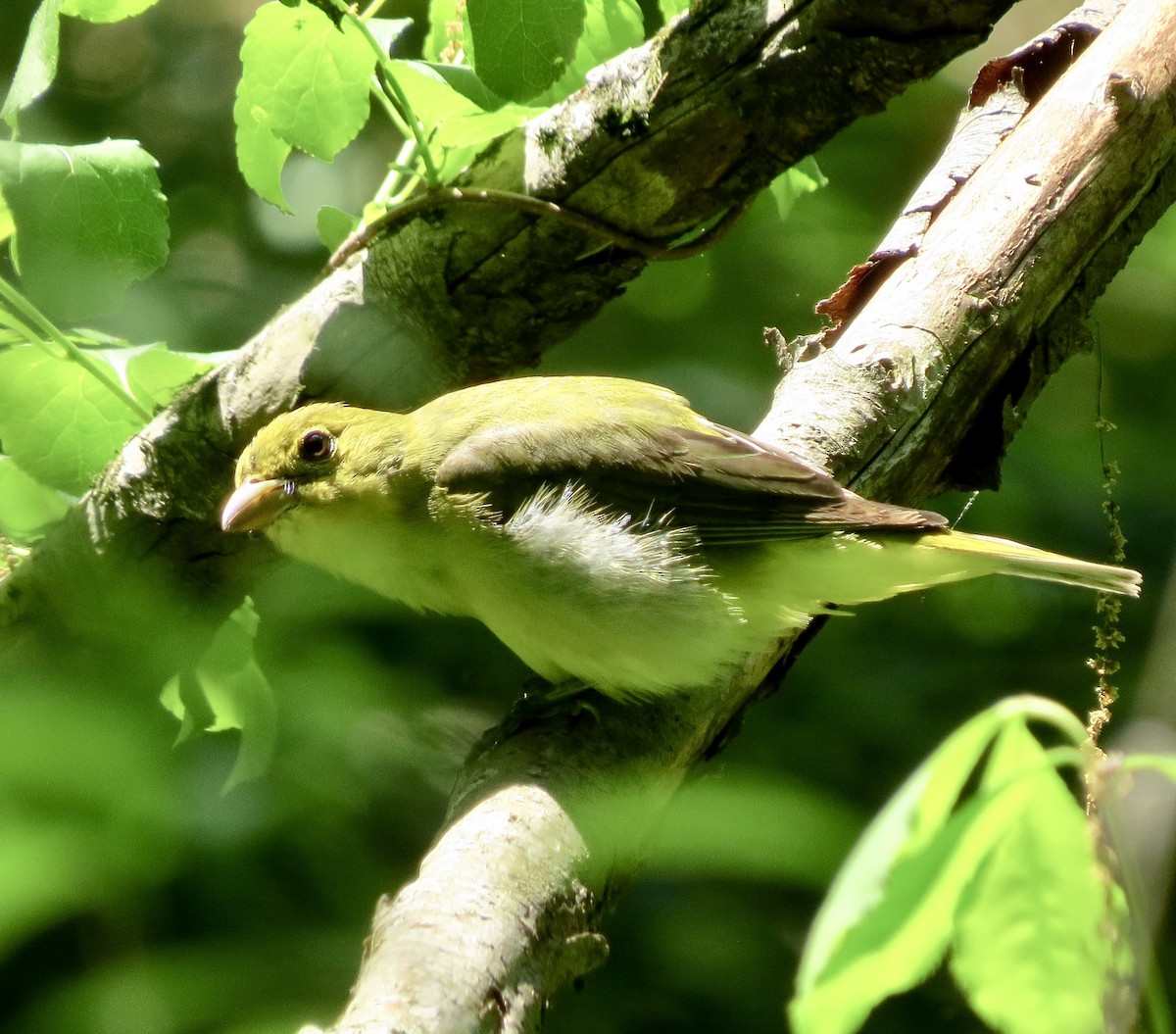 Scarlet Tanager - Barb Matthews