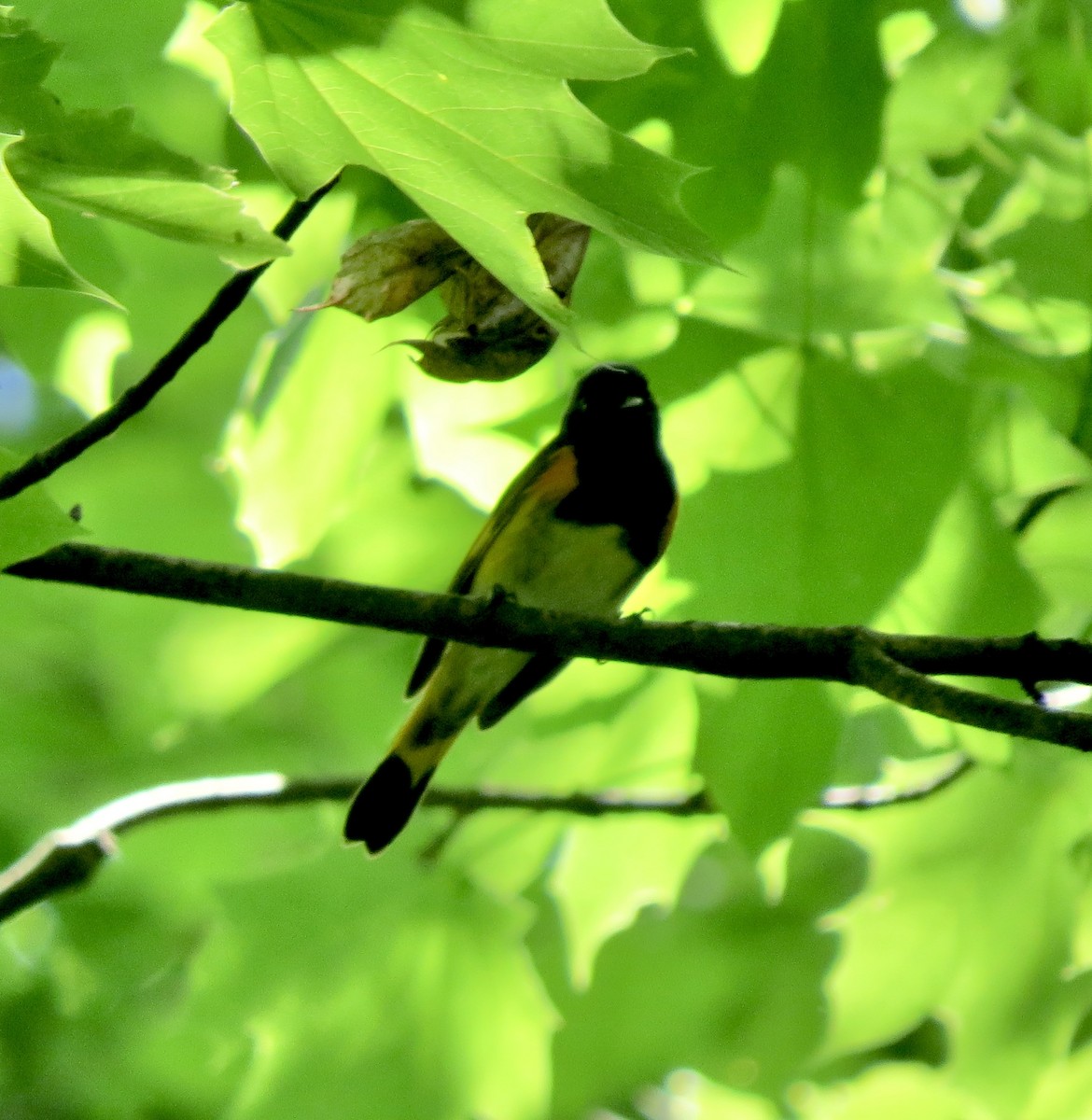 American Redstart - ML449101111