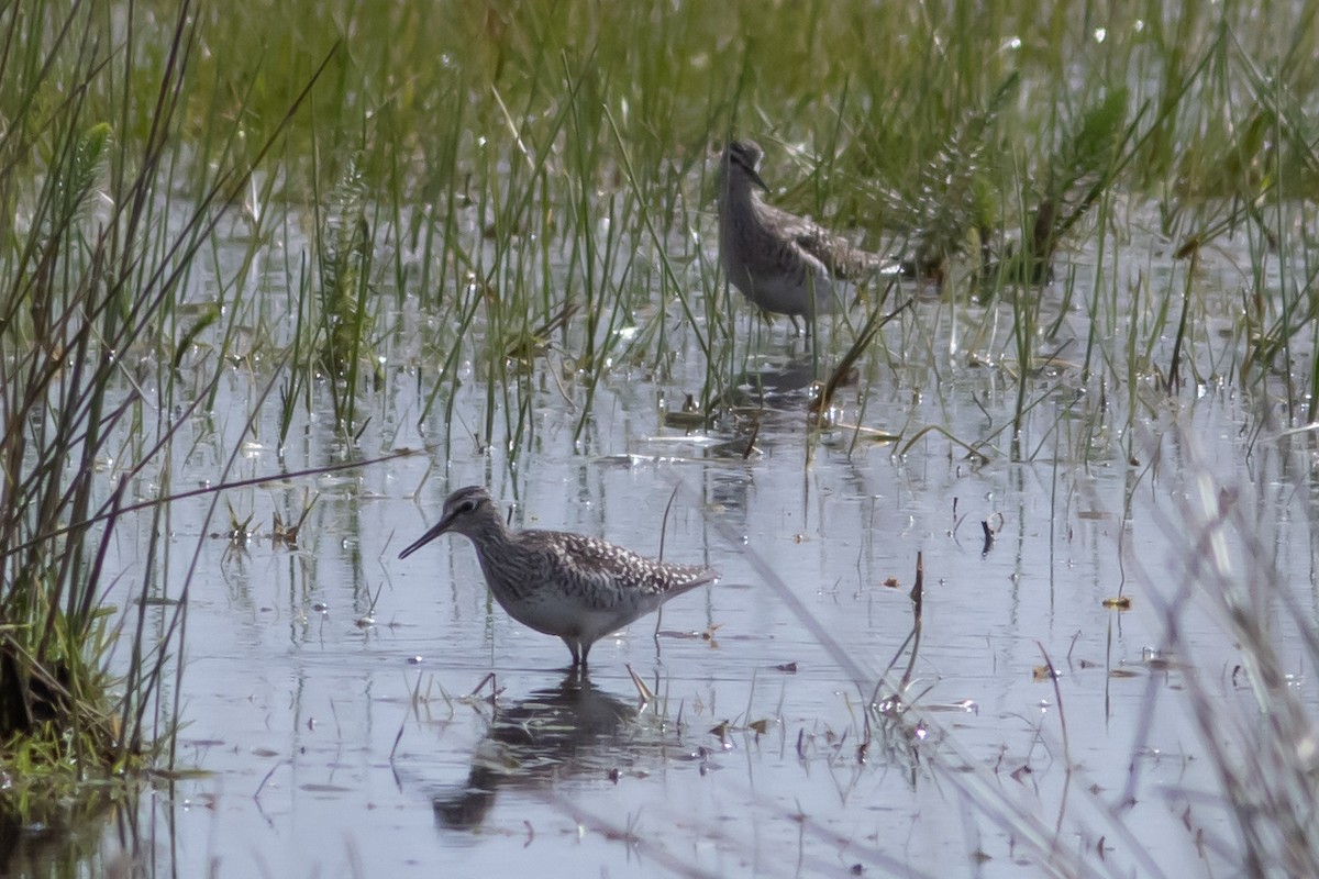 Wood Sandpiper - ML449101451