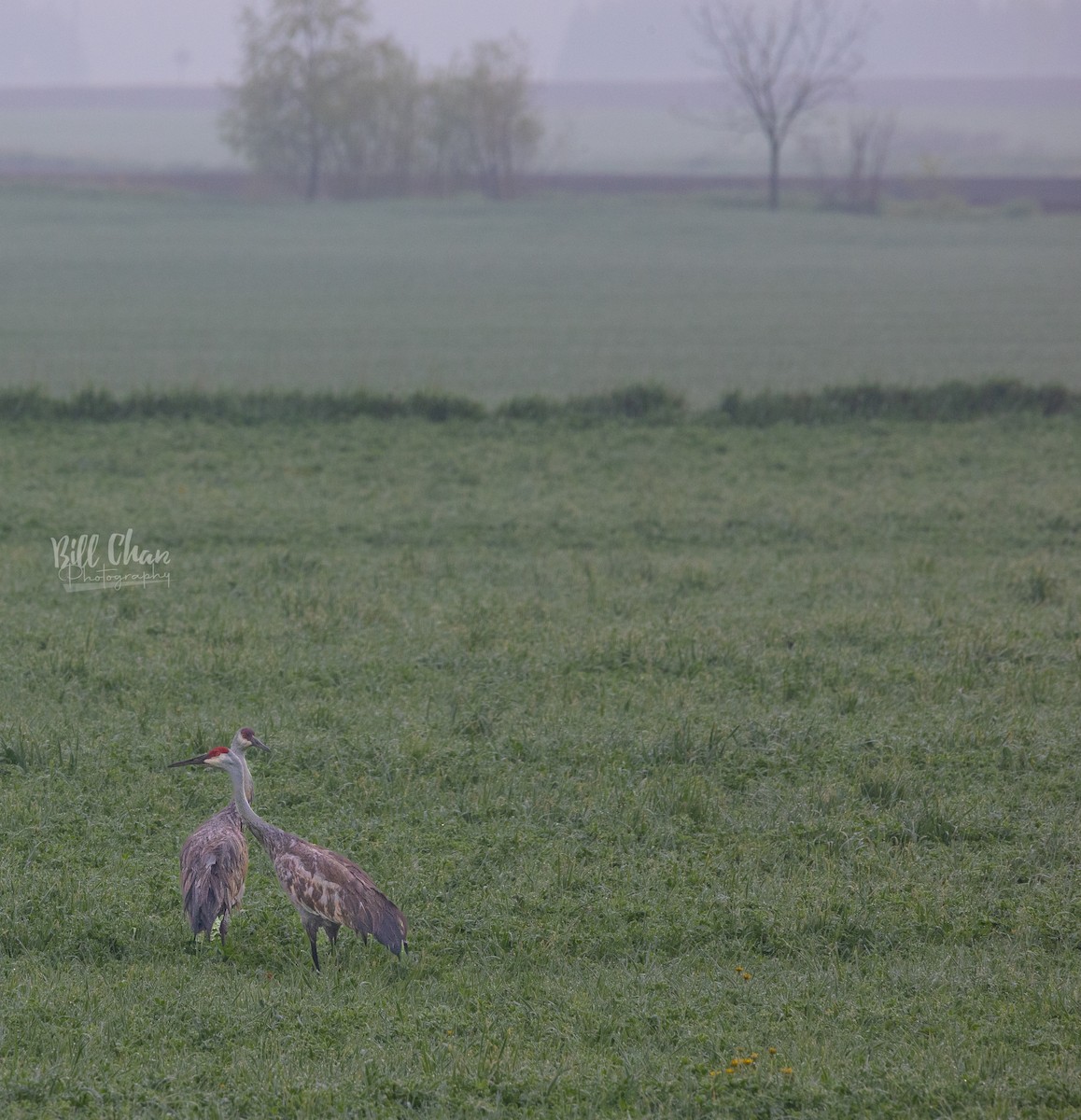 Sandhill Crane - ML449102451