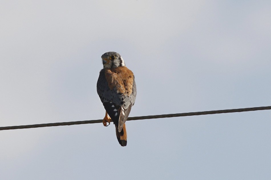 American Kestrel - ML449103401