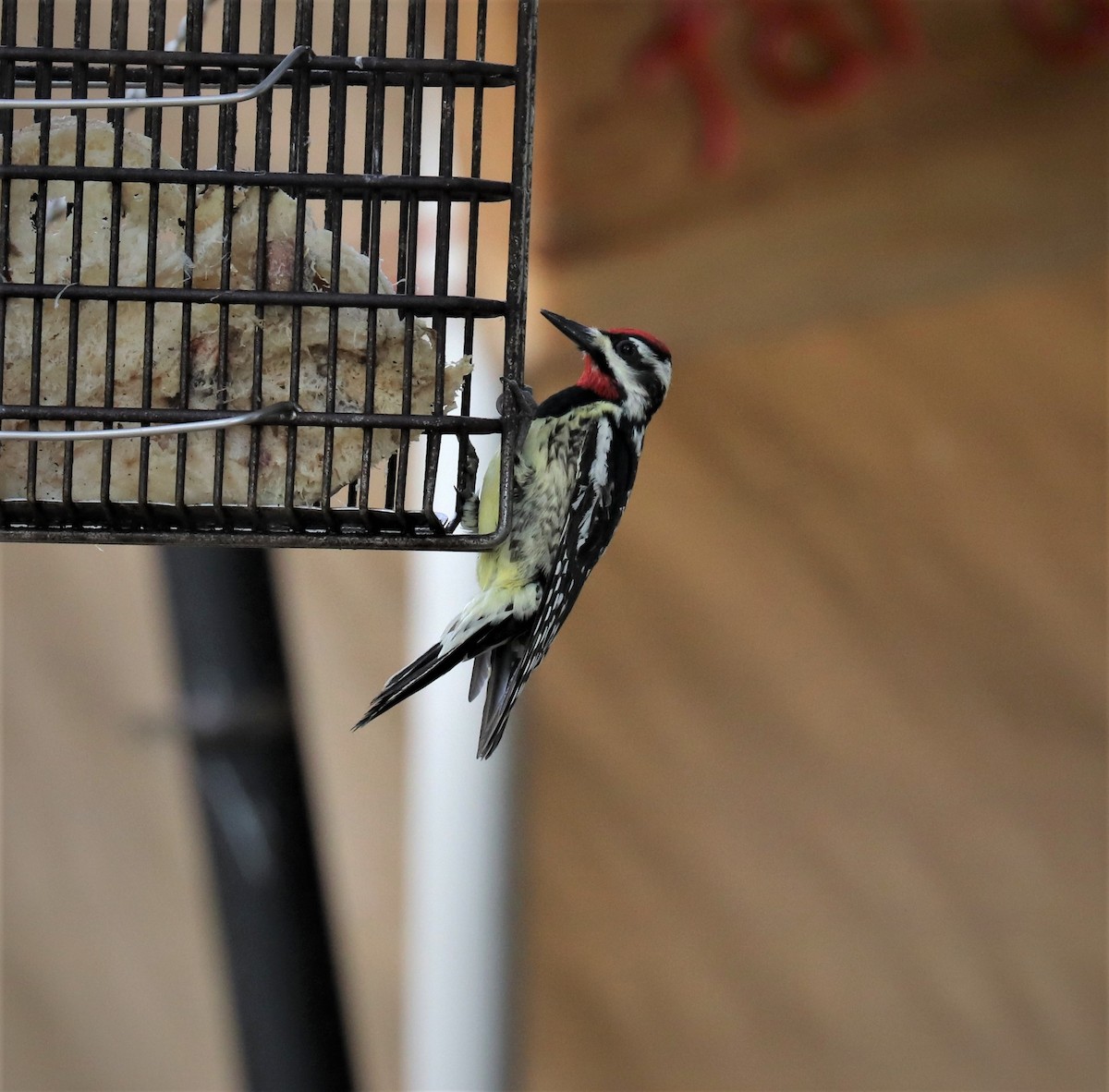 Yellow-bellied Sapsucker - ML449103791