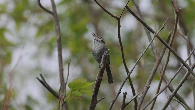 Bewick's Wren - ML449104071