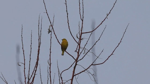 Yellow Warbler (Northern) - ML449104341