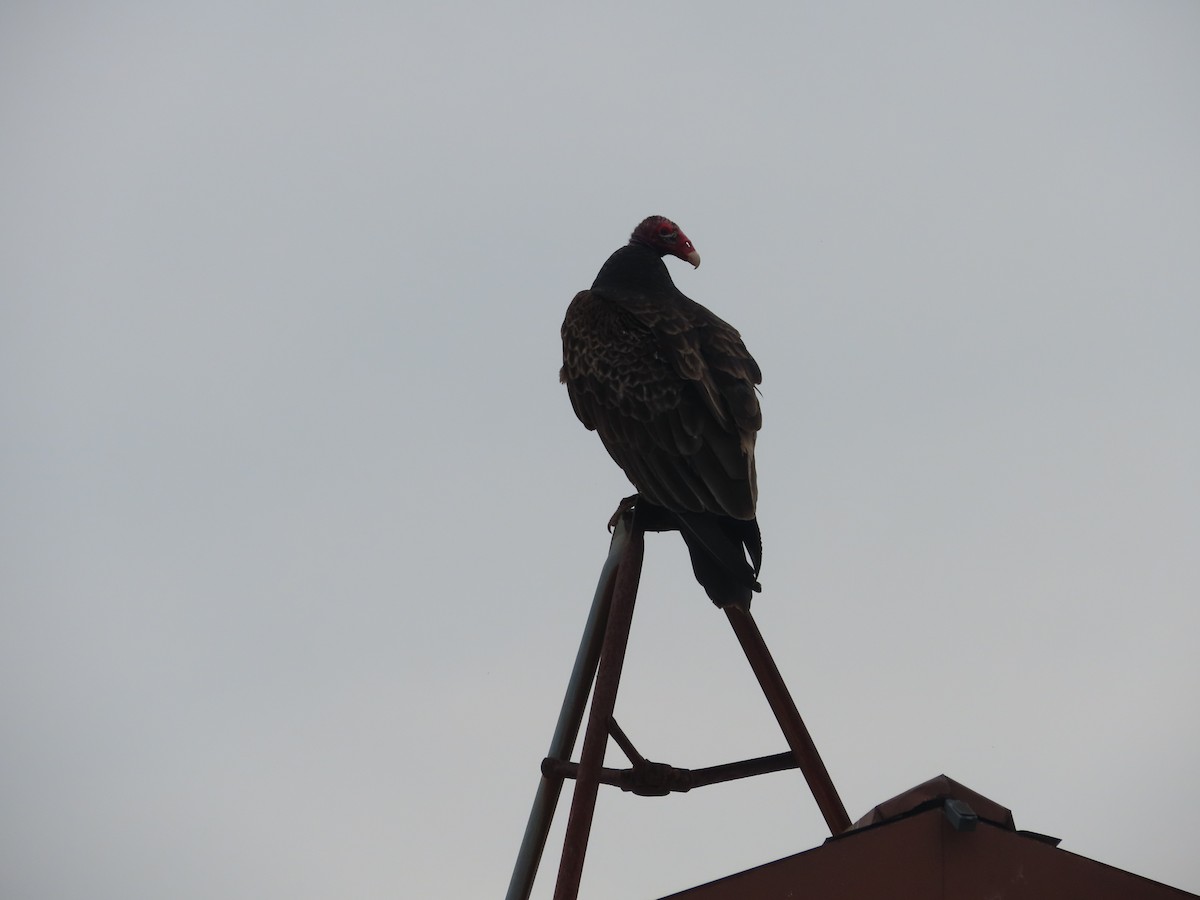 Turkey Vulture - David Brinkman