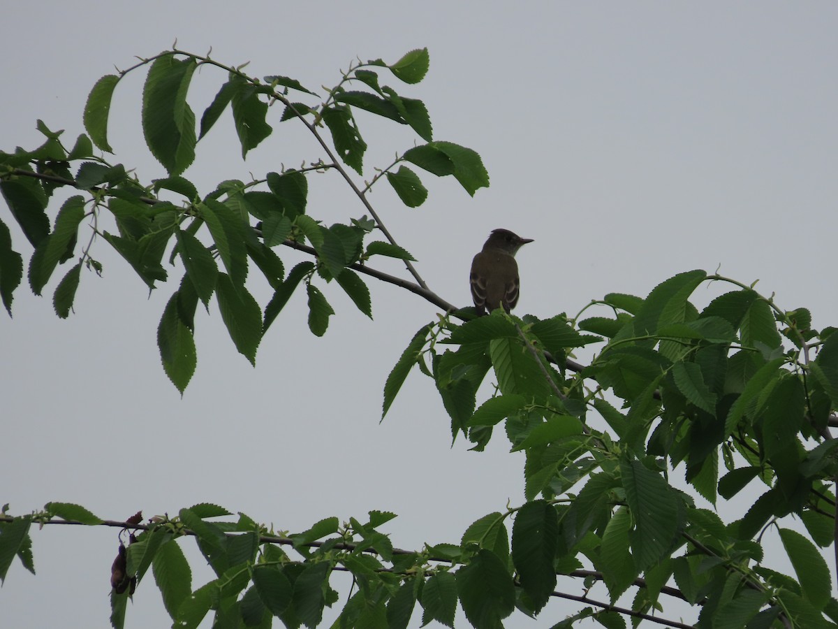 Willow Flycatcher - David Brinkman