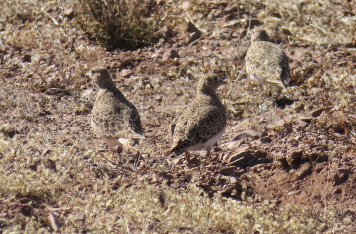 Gray-breasted Seedsnipe - ML449104971