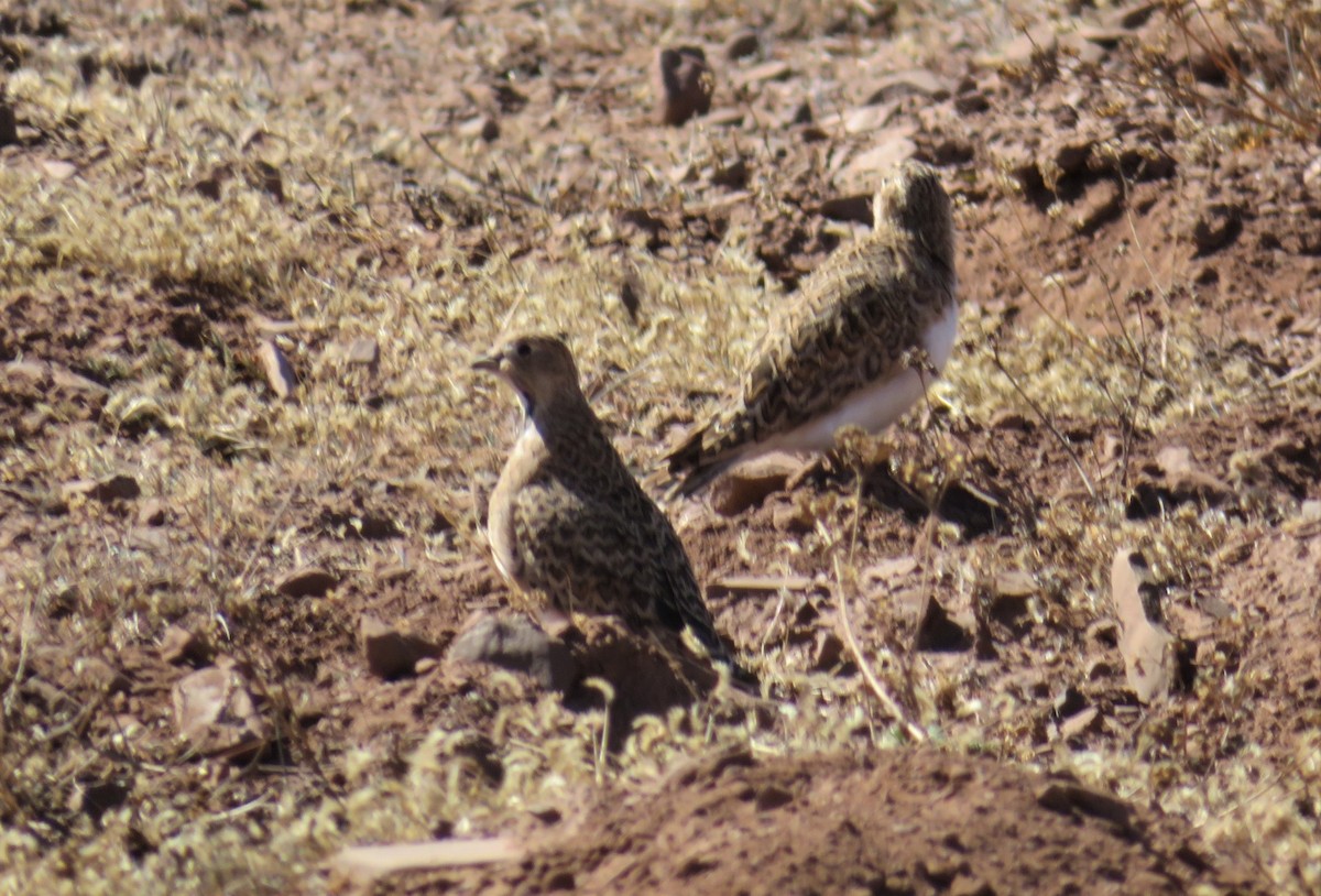 Gray-breasted Seedsnipe - ML449104991