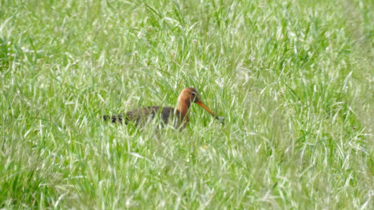 Black-tailed Godwit - ML449105041