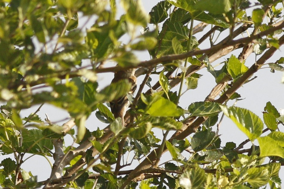 Bran-colored Flycatcher - ML449105221