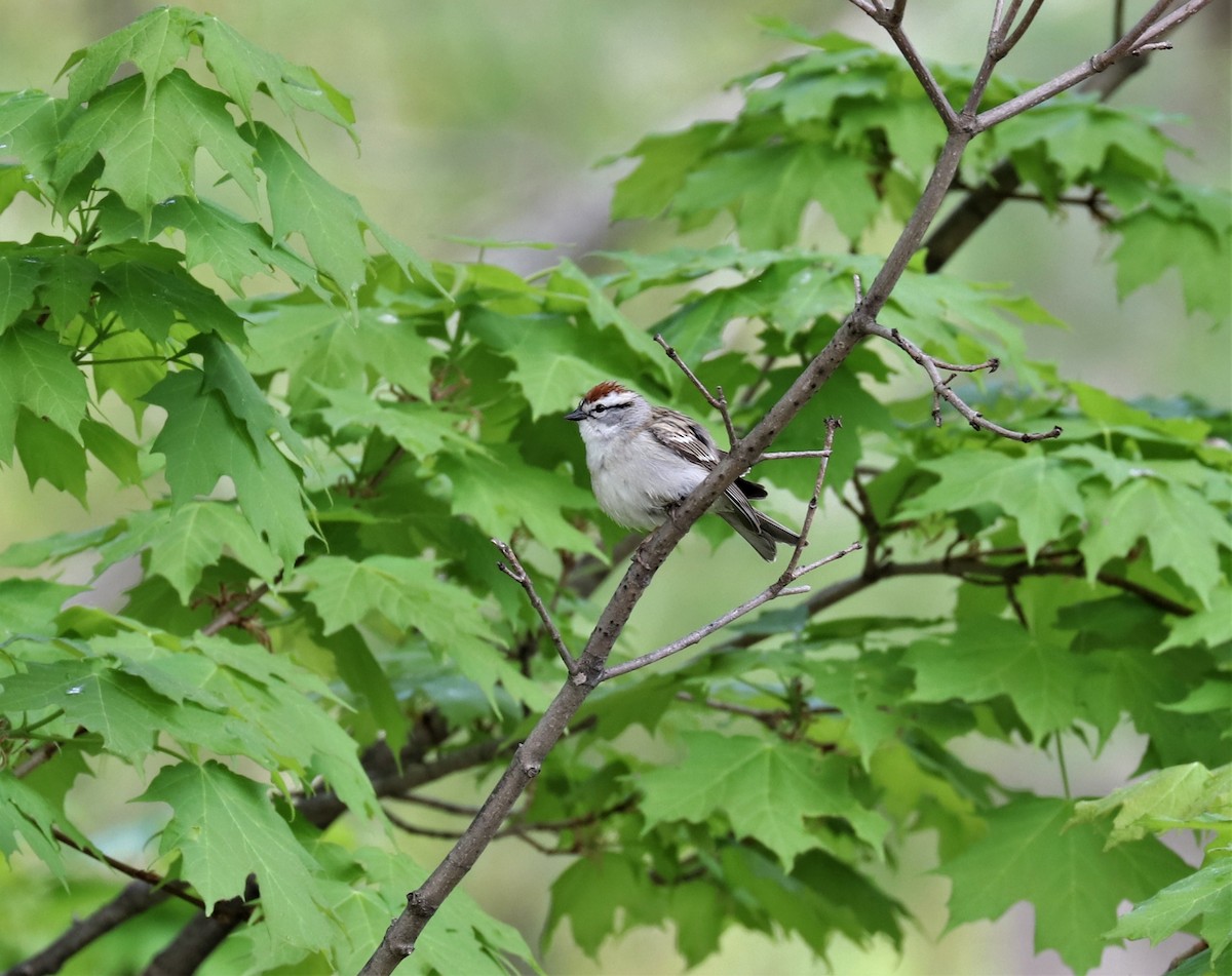 Chipping Sparrow - Lynda Noel