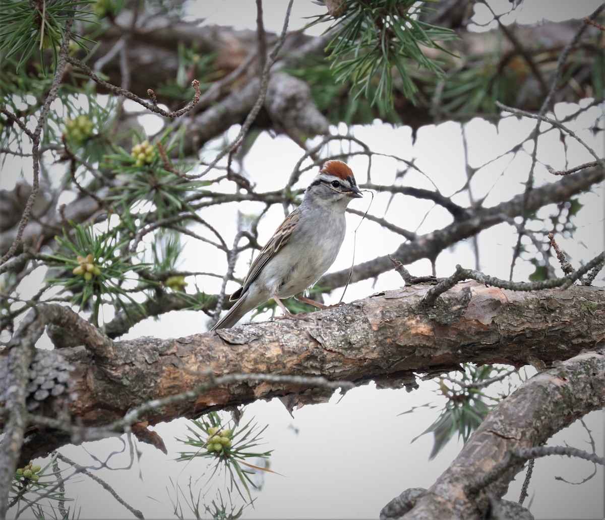 Chipping Sparrow - ML449105381