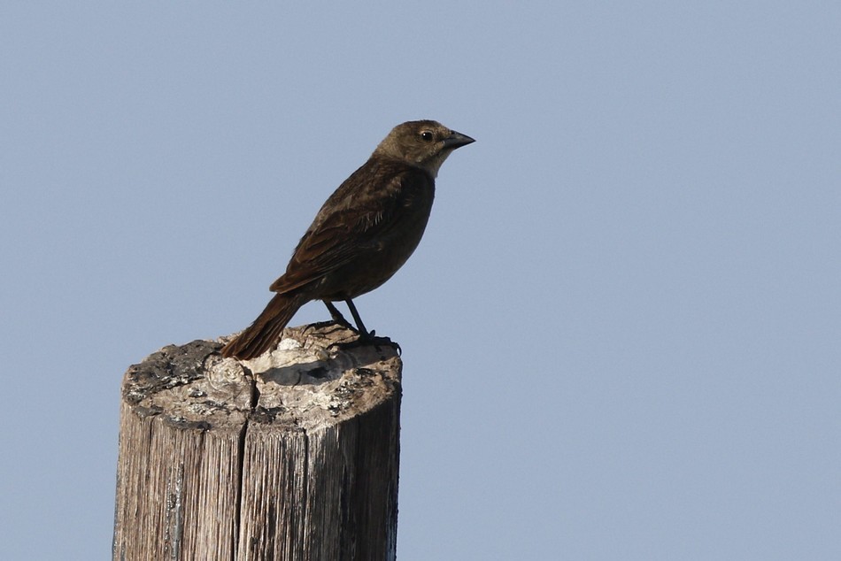 Shiny Cowbird - ML449105411