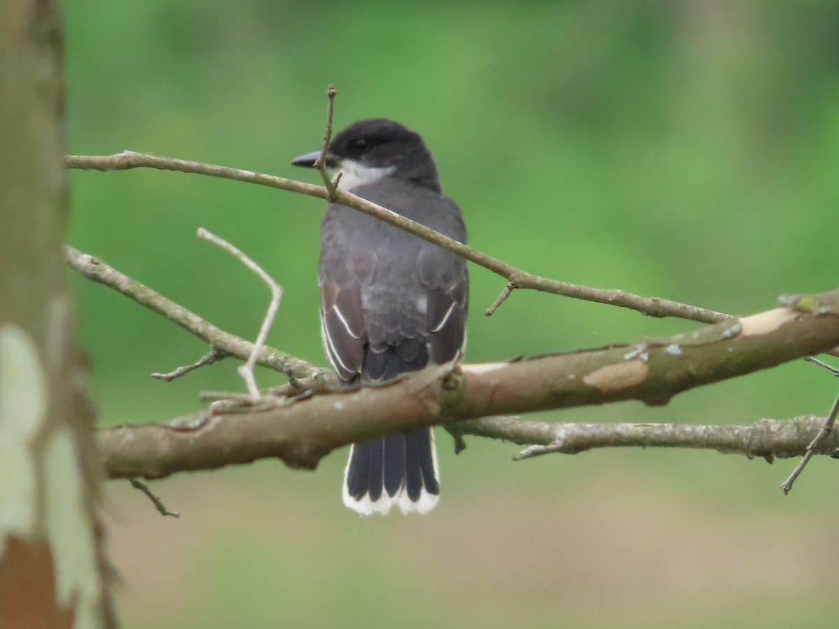 Eastern Kingbird - David Brinkman