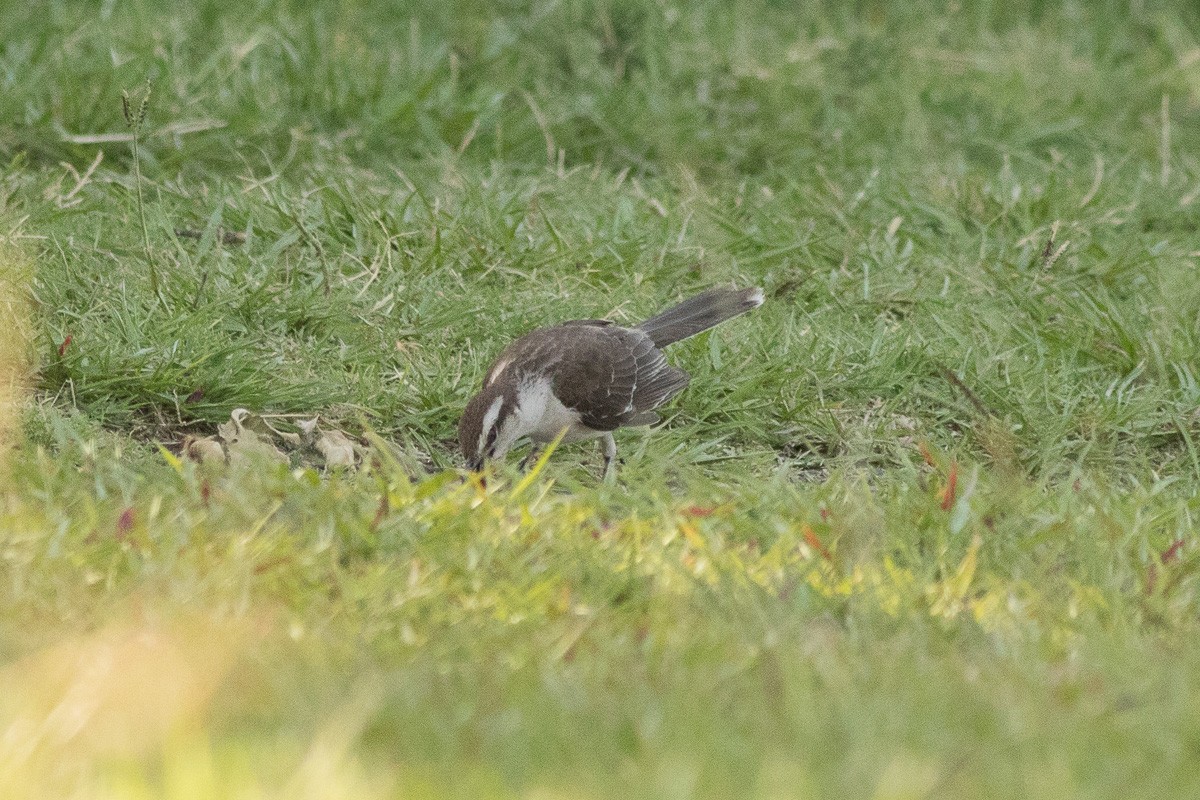 Chalk-browed Mockingbird - ML449105541