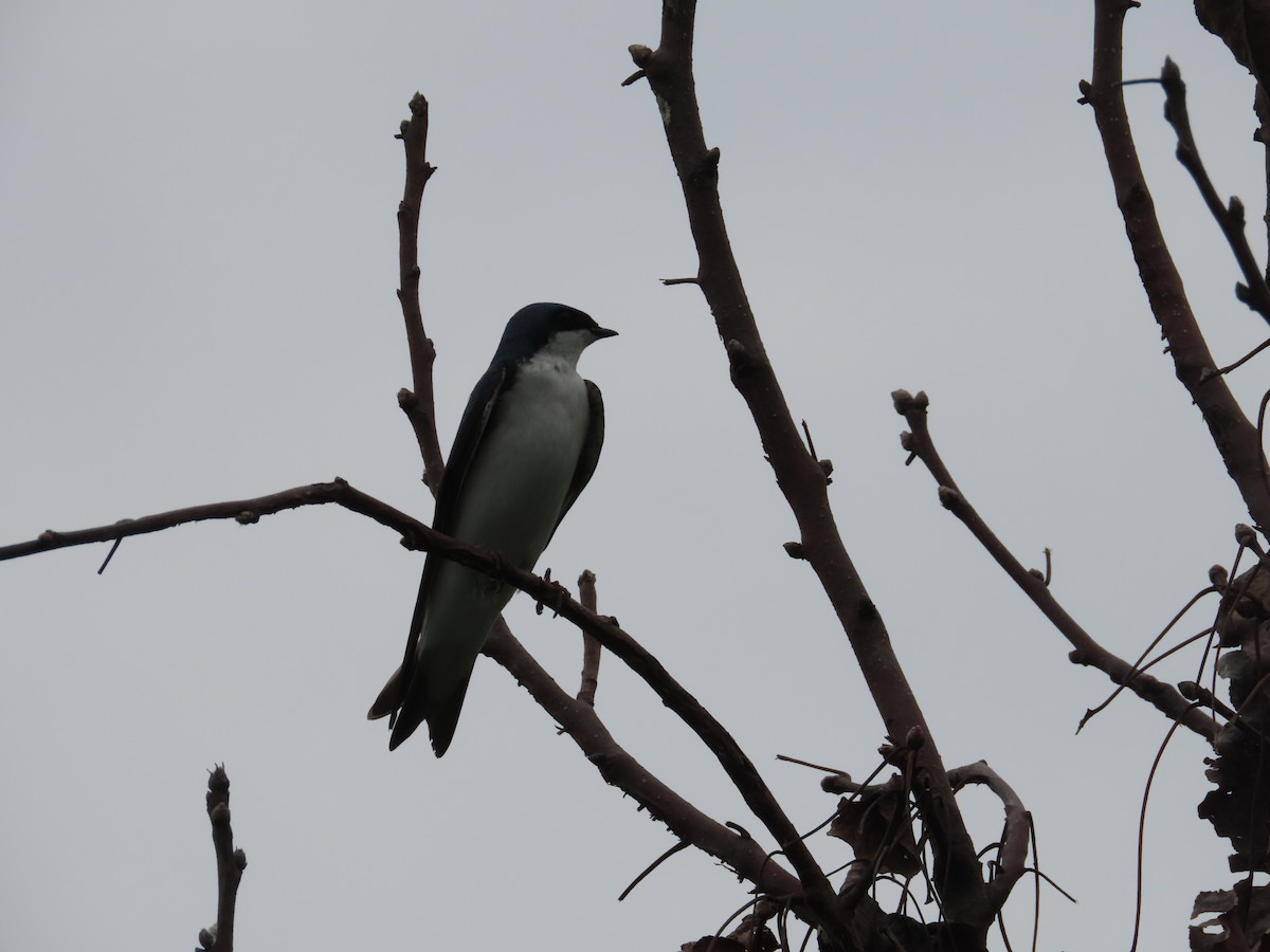 Tree Swallow - David Brinkman