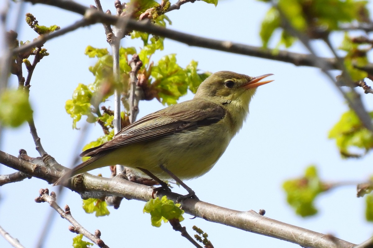 Icterine Warbler - ML449105821