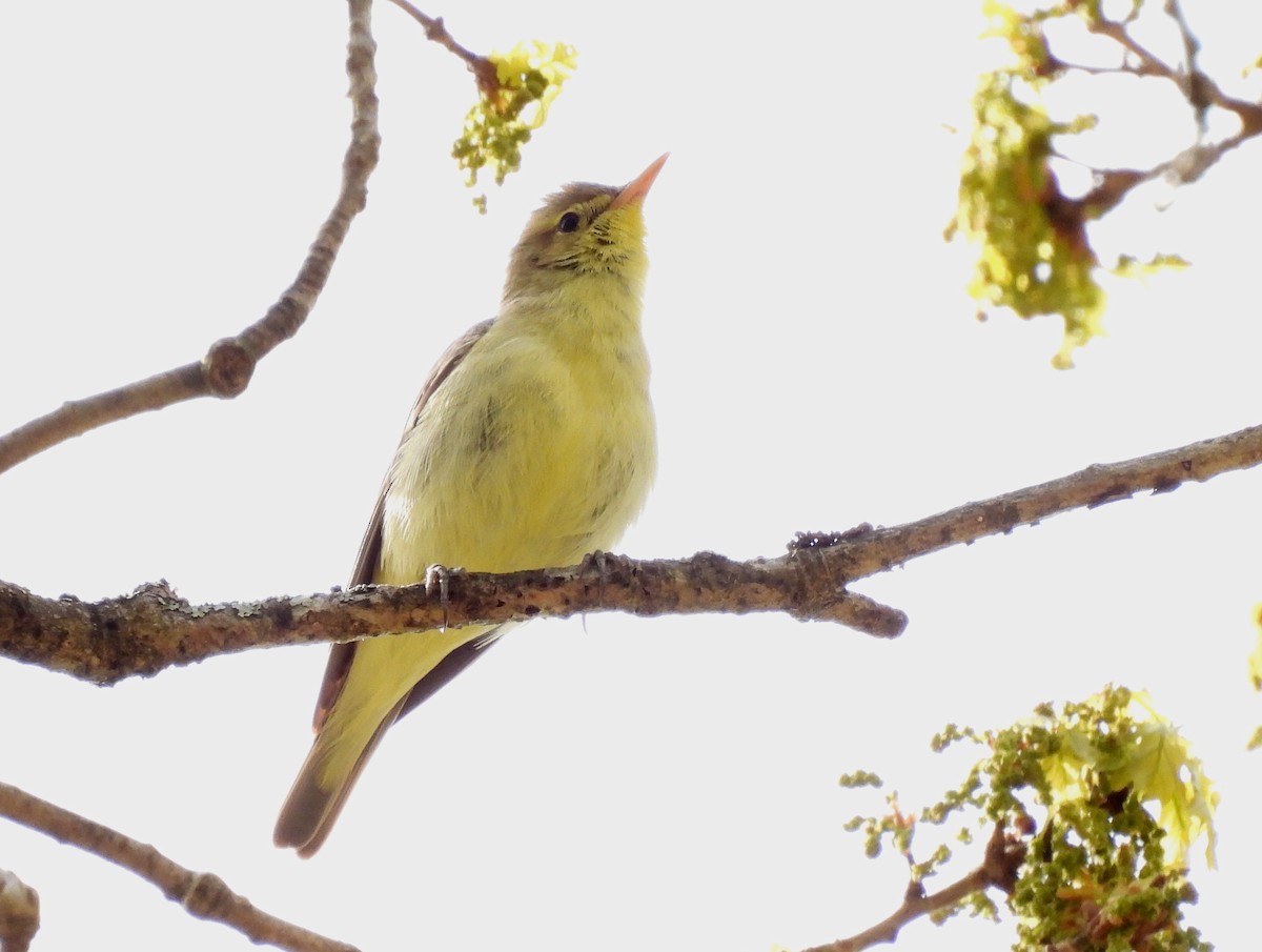 Icterine Warbler - ML449105831