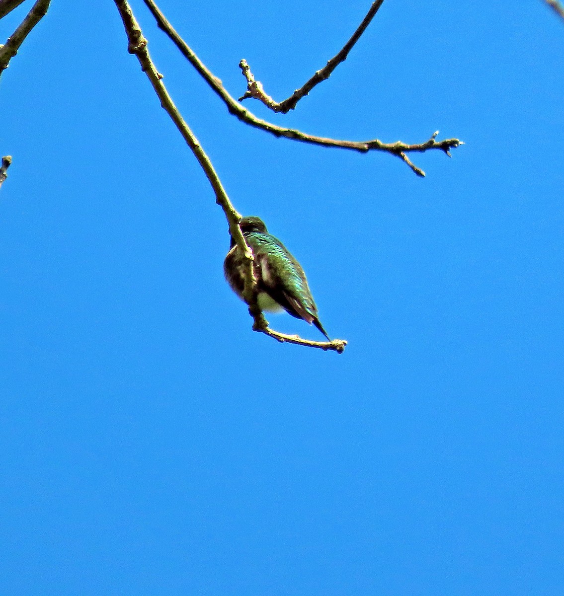 Ruby-throated Hummingbird - ML449105891