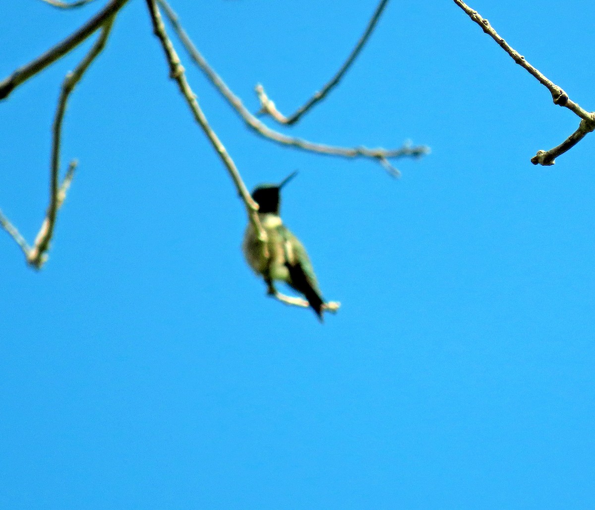 Ruby-throated Hummingbird - ML449105951