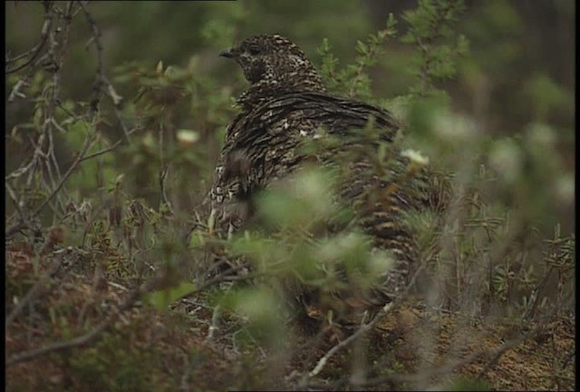 Spruce Grouse (Spruce) - ML449106