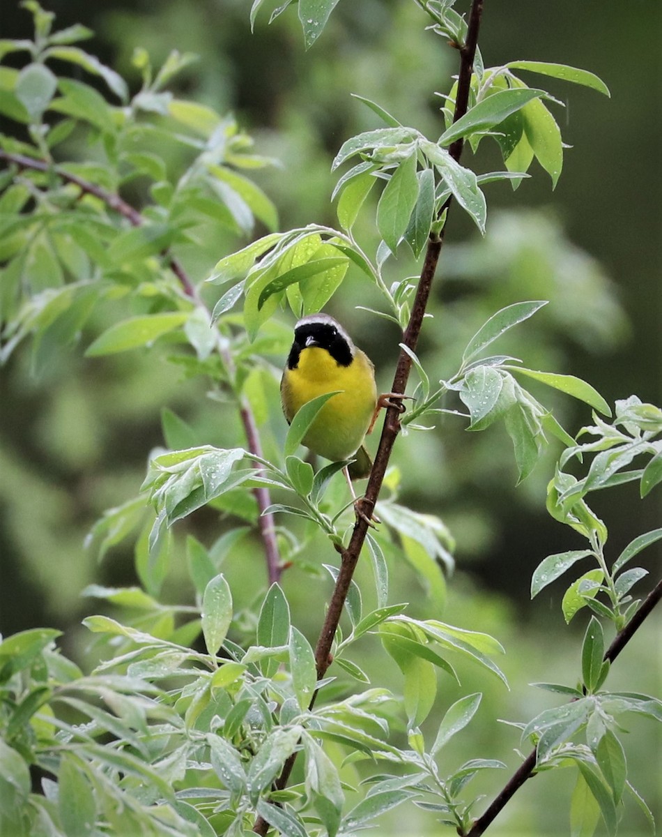 Common Yellowthroat - ML449106011