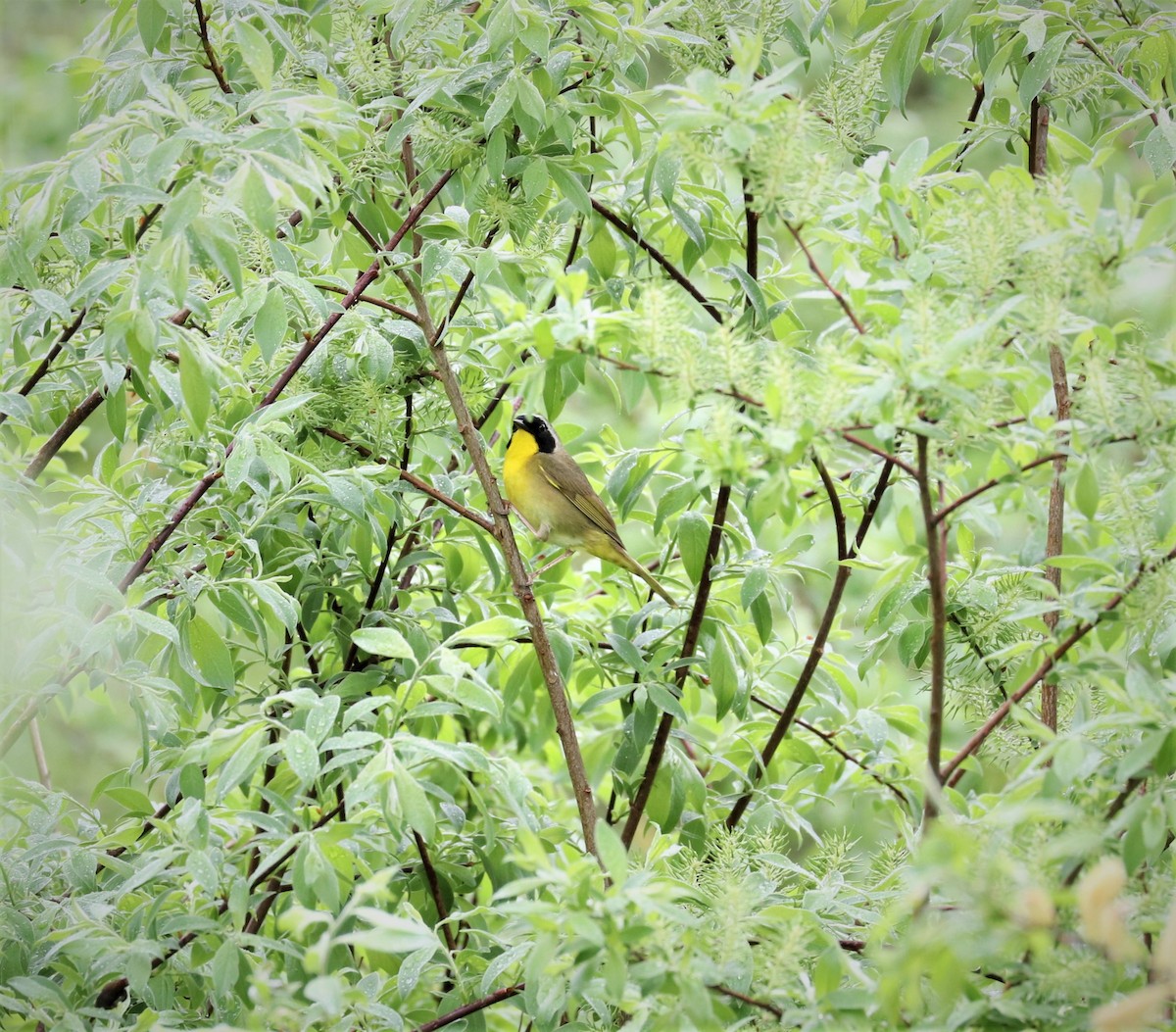 Common Yellowthroat - ML449106151