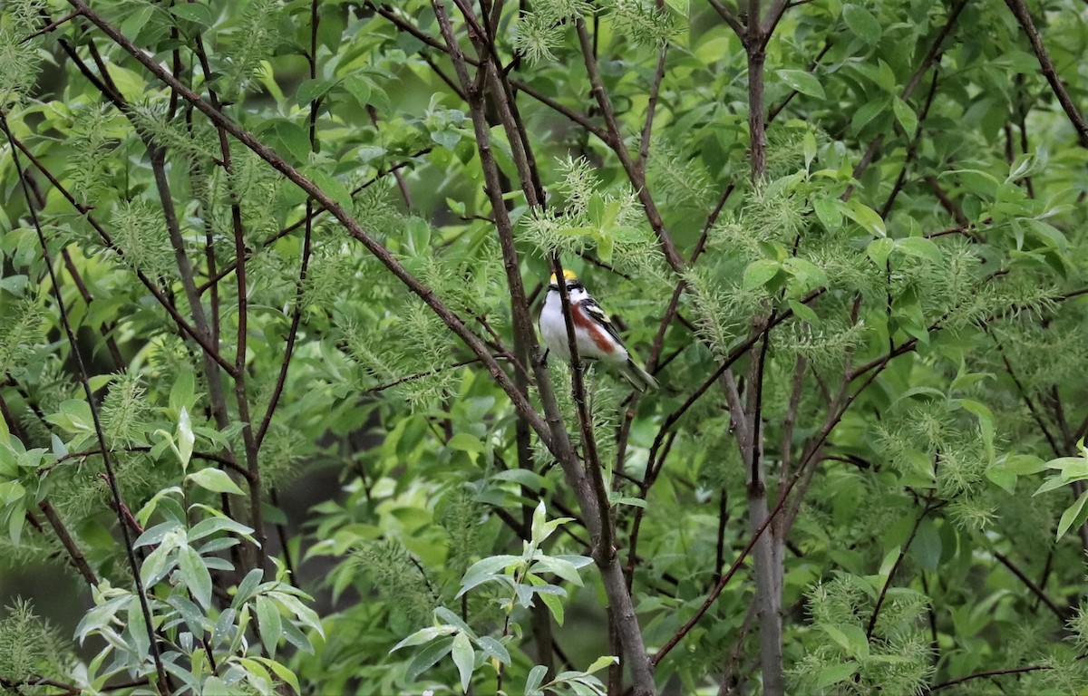 Chestnut-sided Warbler - ML449106201