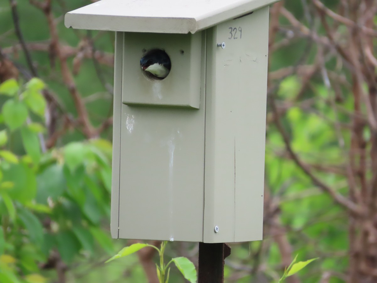 Tree Swallow - ML449106301