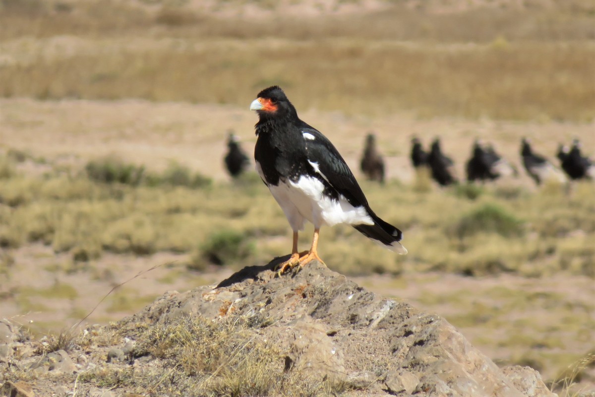 Mountain Caracara - Scott Hill