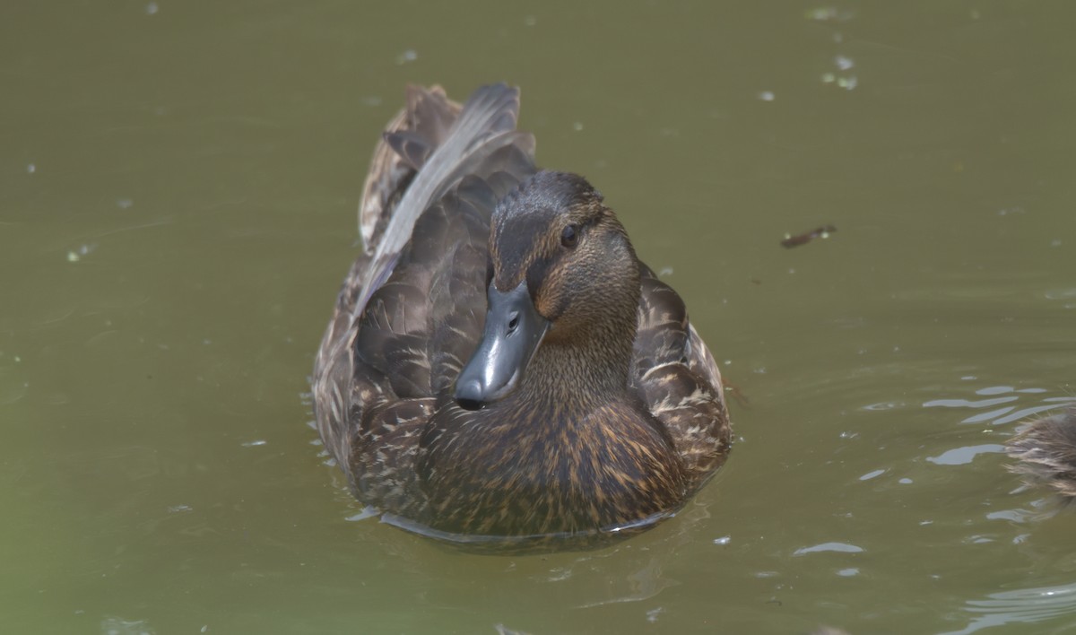 Mallard x American Black Duck (hybrid) - ML449106391