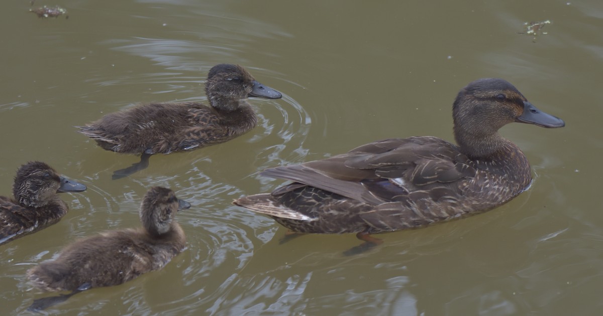 Mallard x American Black Duck (hybrid) - Richard Snow