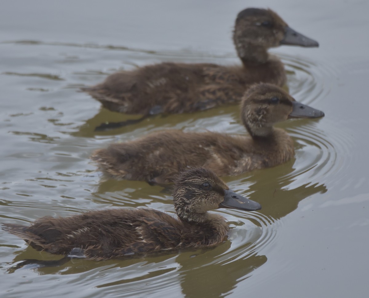 Mallard x American Black Duck (hybrid) - ML449106431