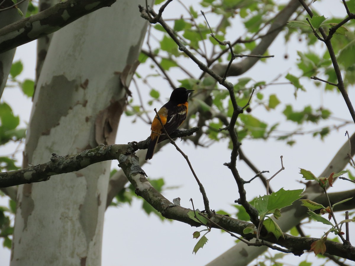 Baltimore Oriole - David Brinkman