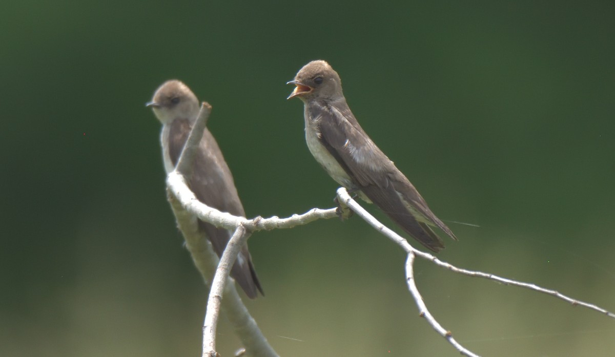 Northern Rough-winged Swallow - Richard Snow