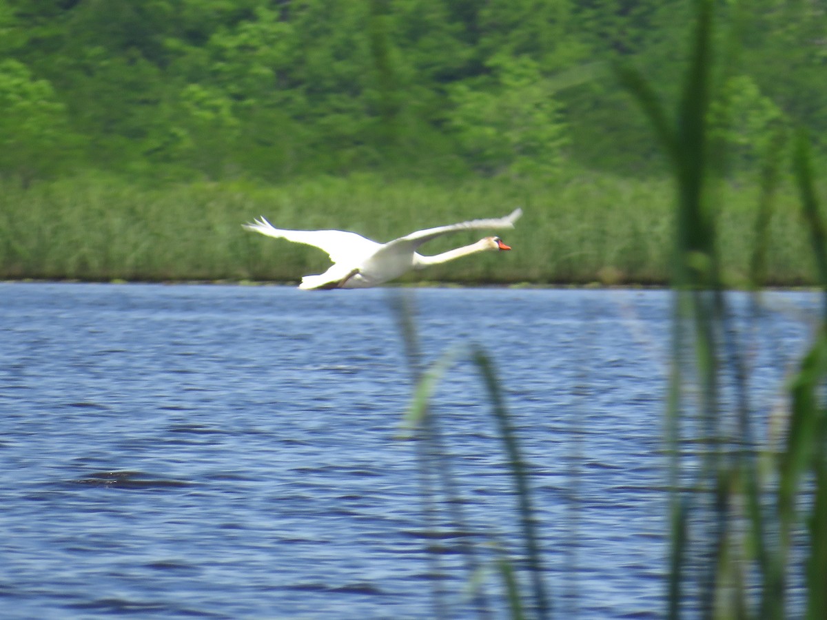 Mute Swan - Chris Barrigar