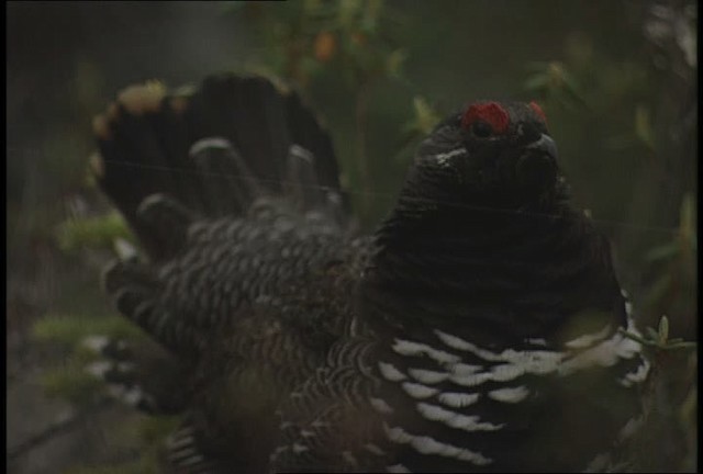 Spruce Grouse (Spruce) - ML449107