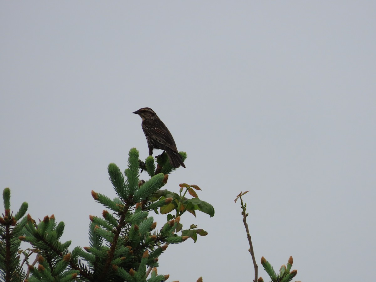 Red-winged Blackbird - ML449107011