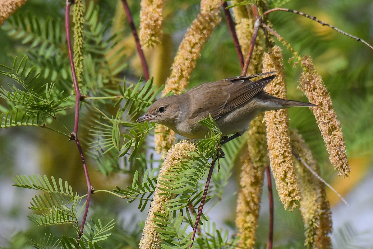 Garden Warbler - Itamar Donitza