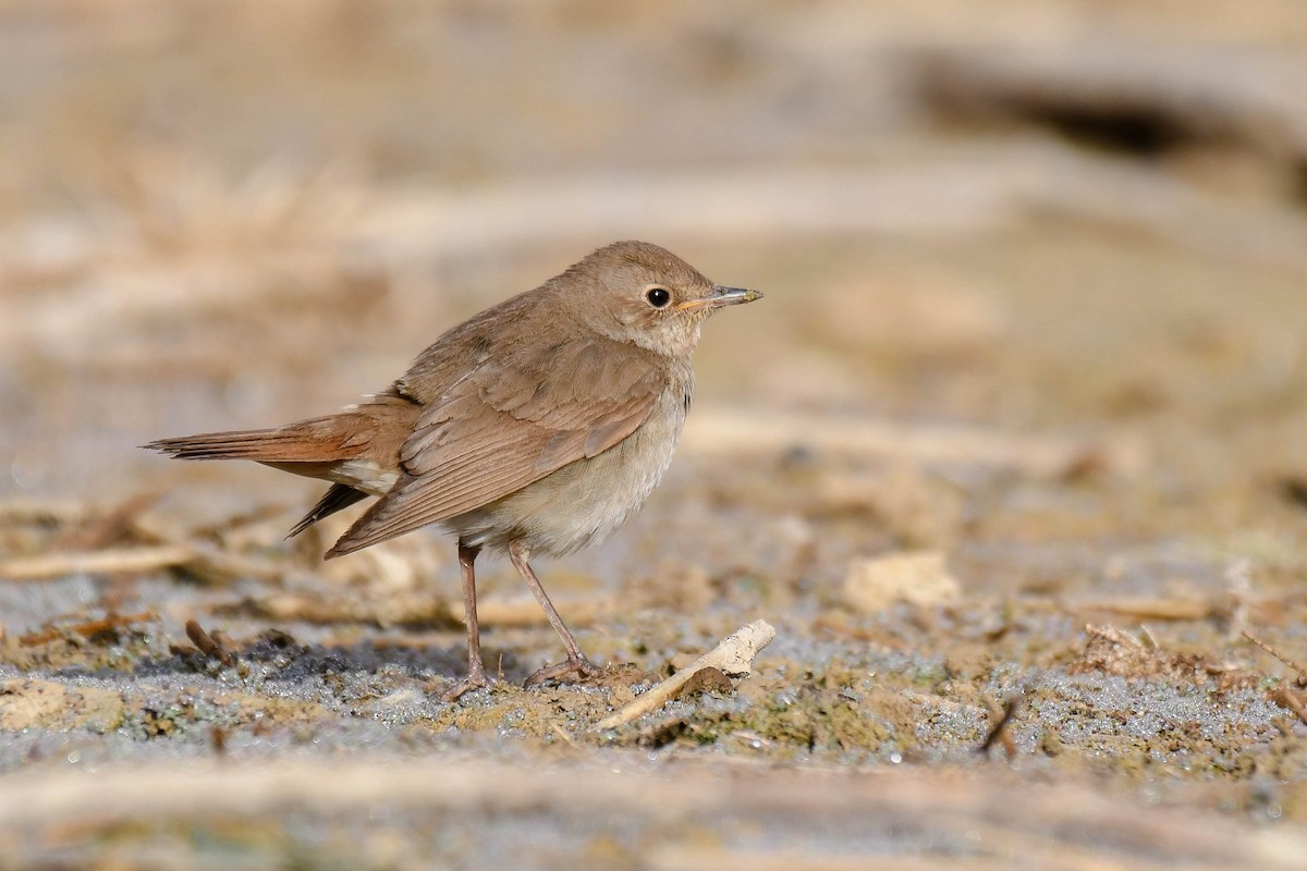 Thrush Nightingale - Itamar Donitza