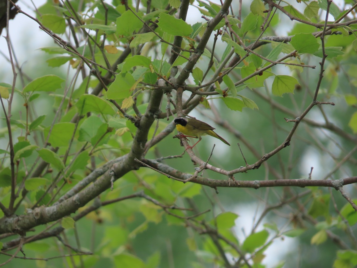 Common Yellowthroat - David Brinkman