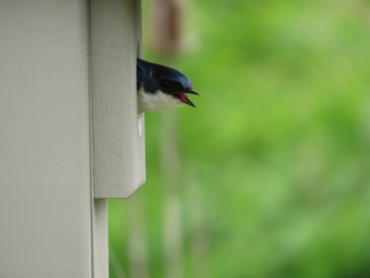 Tree Swallow - ML449107761