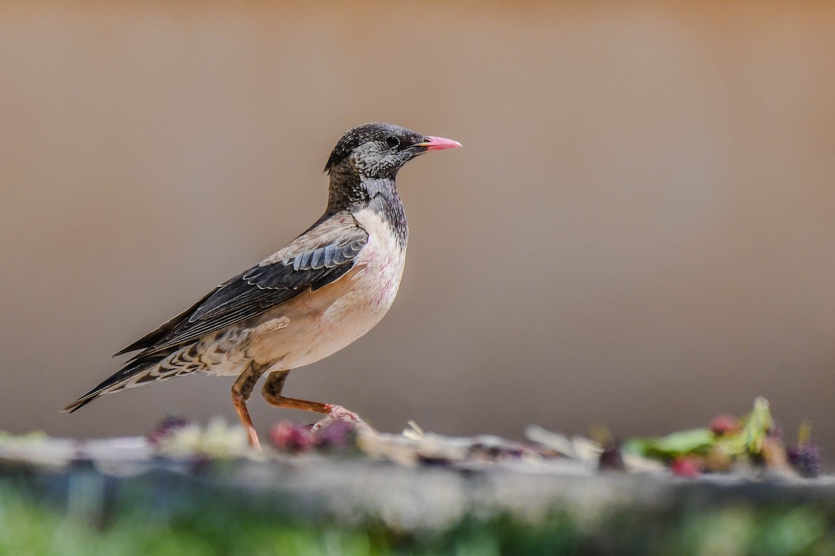 Rosy Starling - Itamar Donitza