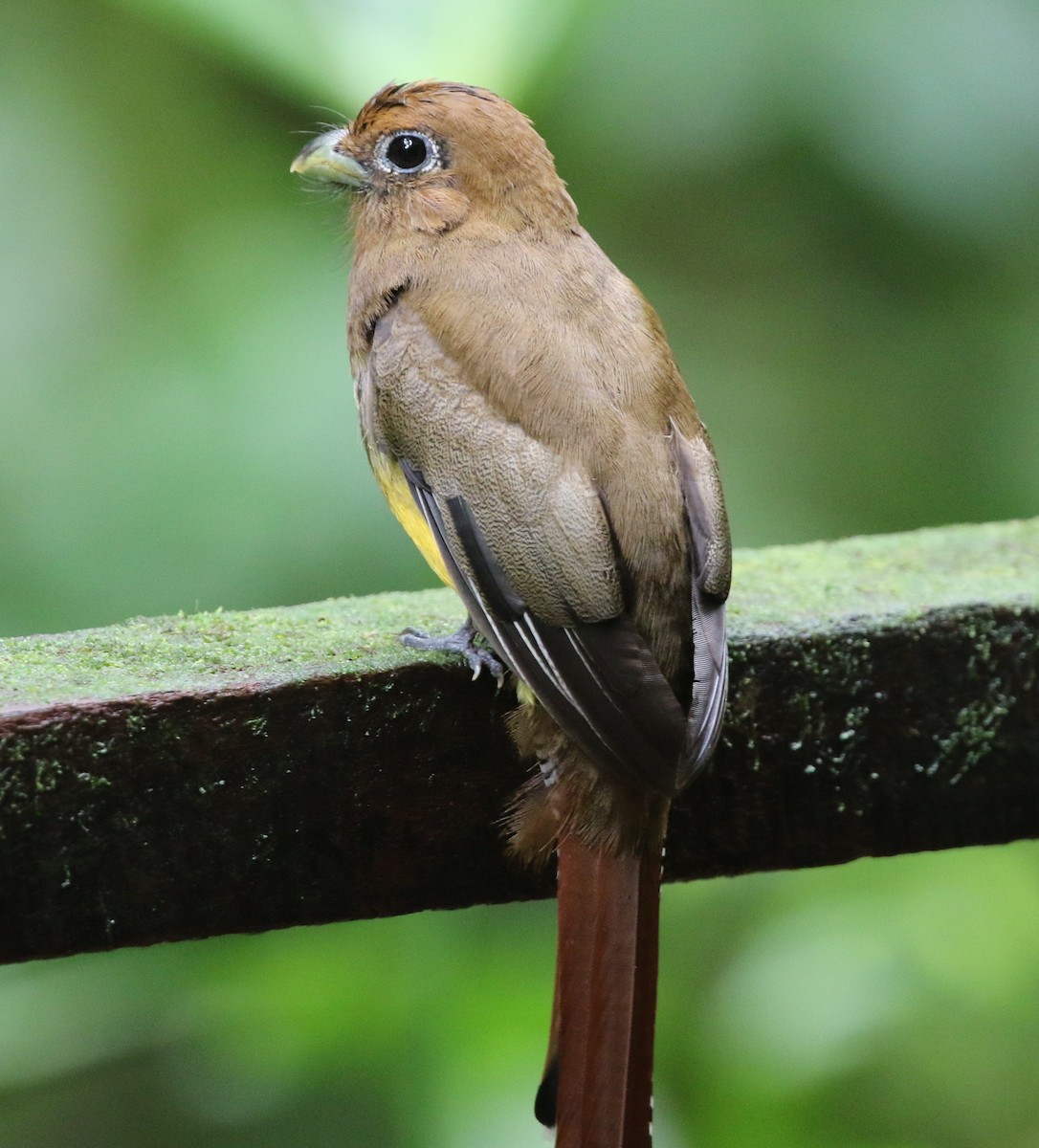 Northern Black-throated Trogon - ML449108941