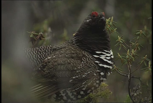 Spruce Grouse (Spruce) - ML449110