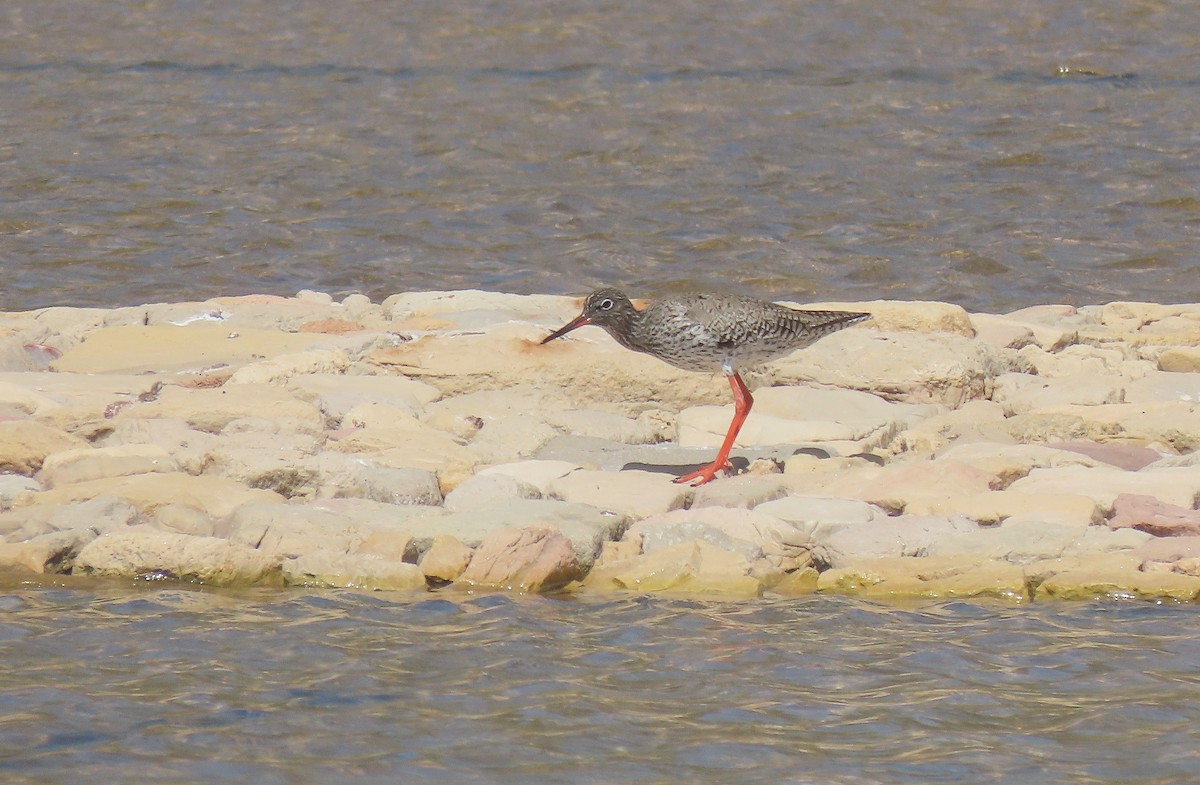 Common Redshank - ML449110261