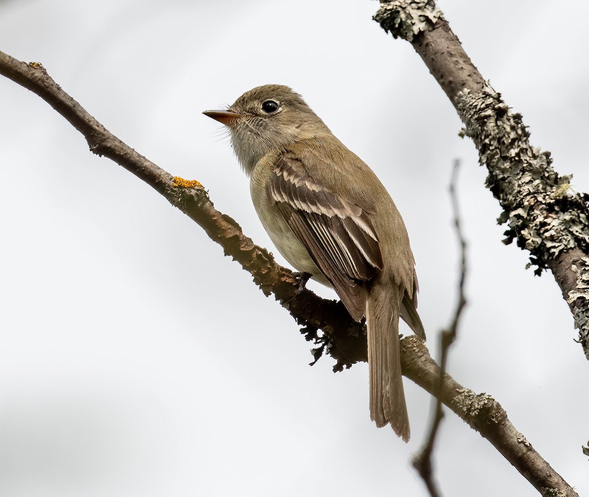 Least Flycatcher - ML449110491